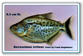 irritans